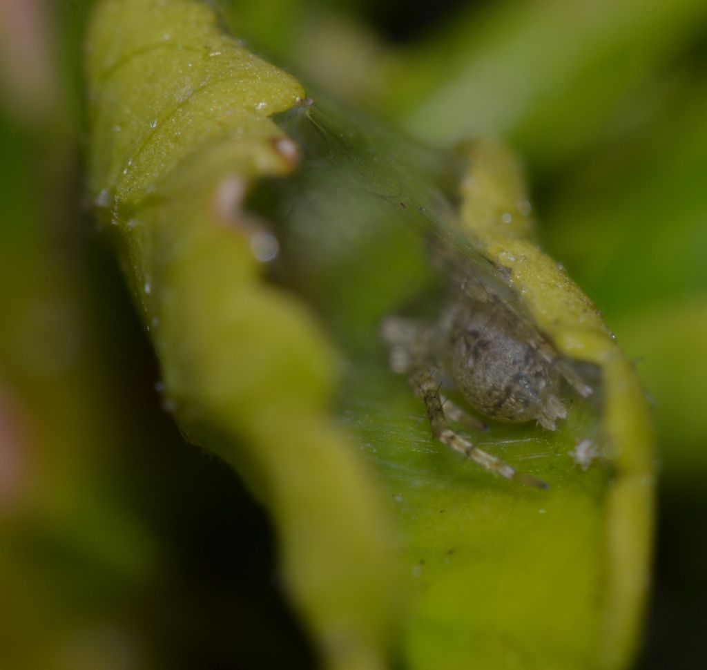Anyphaena sp. - Grosseto (GR)
